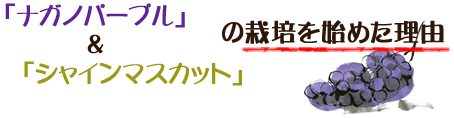 「ナガノパープル」&「シャインマスカット」の栽培を始めた理由