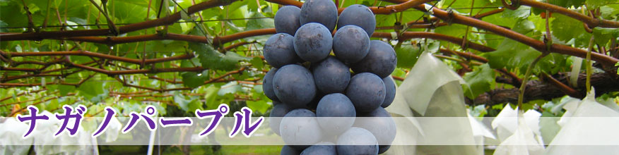 ナガノパープル