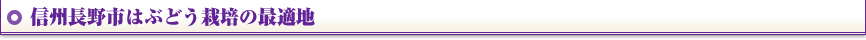 信州長野市はぶどう栽培の最適地