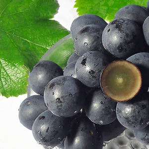 ナガノパープル栽培のきっかけ