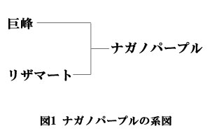 ナガノパープルをご存知ですか？