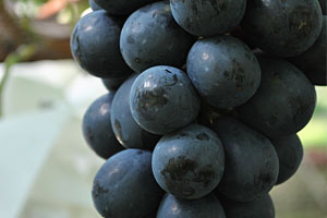 ナガノパープルはここが優れている！