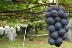 種が無く、皮まで食べられるナガノパープル