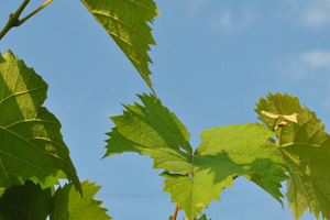 ぶどうは鮮度が命