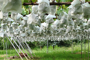 ナガノパープルは絶対に食べてみる価値あり