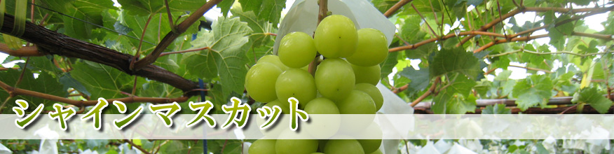 シャインマスカット