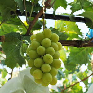 長野県産シャインマスカットはプロの生産者も絶賛