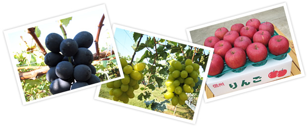 信州・長野市の果樹農園Tama Farm( タマファーム) 