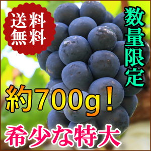 ぶどう革命！特大ナガノパープル
